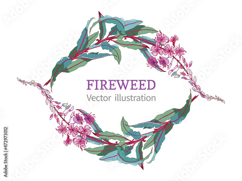 Willow-herb tea, ivan-tea Medicinal plant. Branch of fireweed flower on white background.