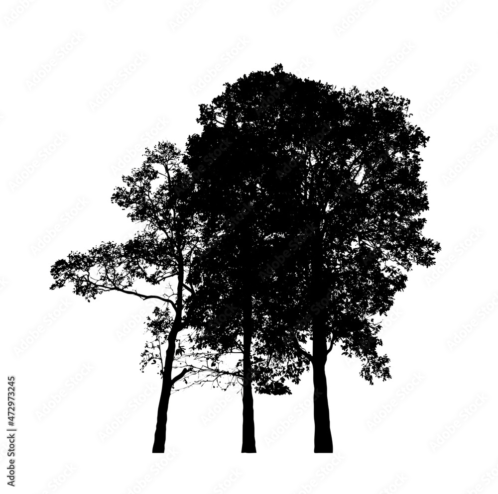 Fototapeta premium Trees silhouette for brush on white background