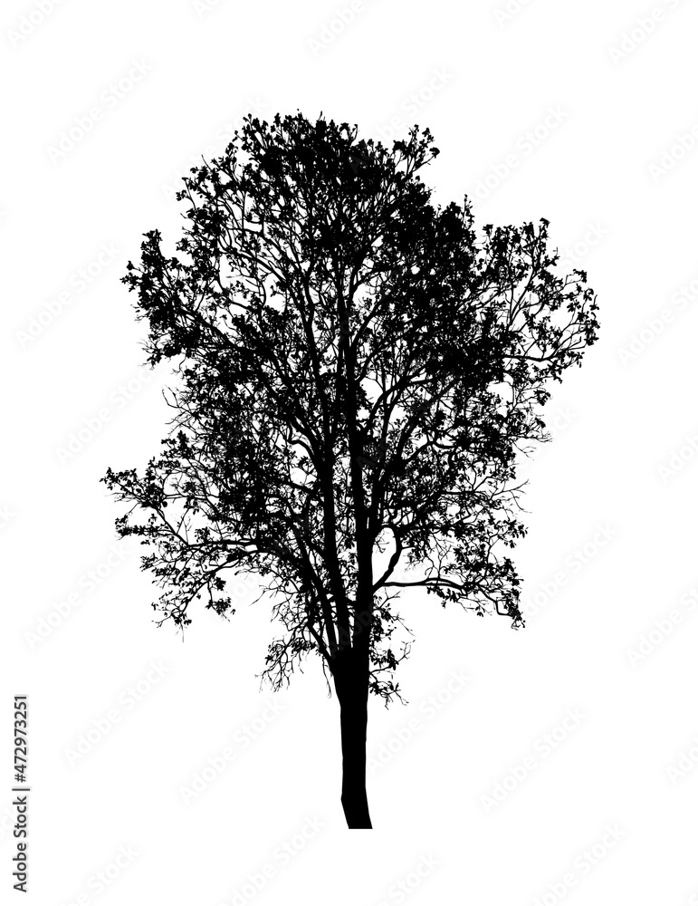 Fototapeta premium Tree silhouette for brush on white background
