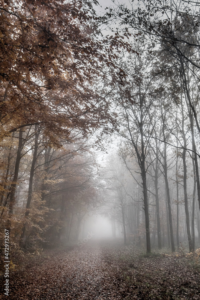 Fototapeta premium morning in the forest