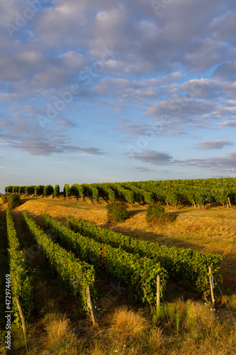 Vineyard near Montsoreau, Pays de la Loire, France