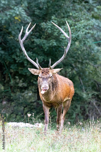 Cervo nel periodo del bramito.
