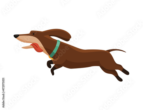 Dog dachshund. Cute funny character portrait. Short-legged pet with long body running. Adorable cartoon  illustration