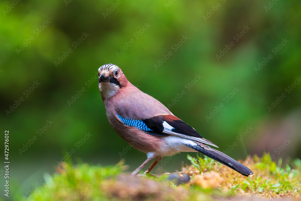Closeup of a wet Eurasian jay bird Garrulus glandarius washing, preening and cleaning in water. Closeup of a wet Eurasian jay bird Garrulus glandarius washing, preening and cleaning in water.
