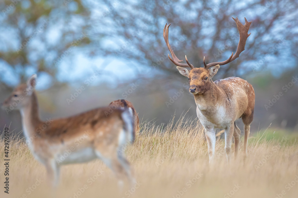 Obraz premium Fallow deer stag, Dama Dama, with big antlers during rutting in Autumn season