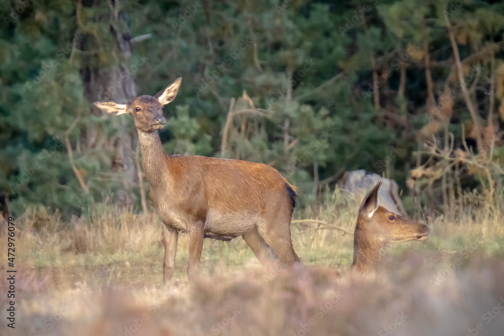 Red deer young cervus elaphus, in Autumn Red deer young cervus elaphus, in Autumn