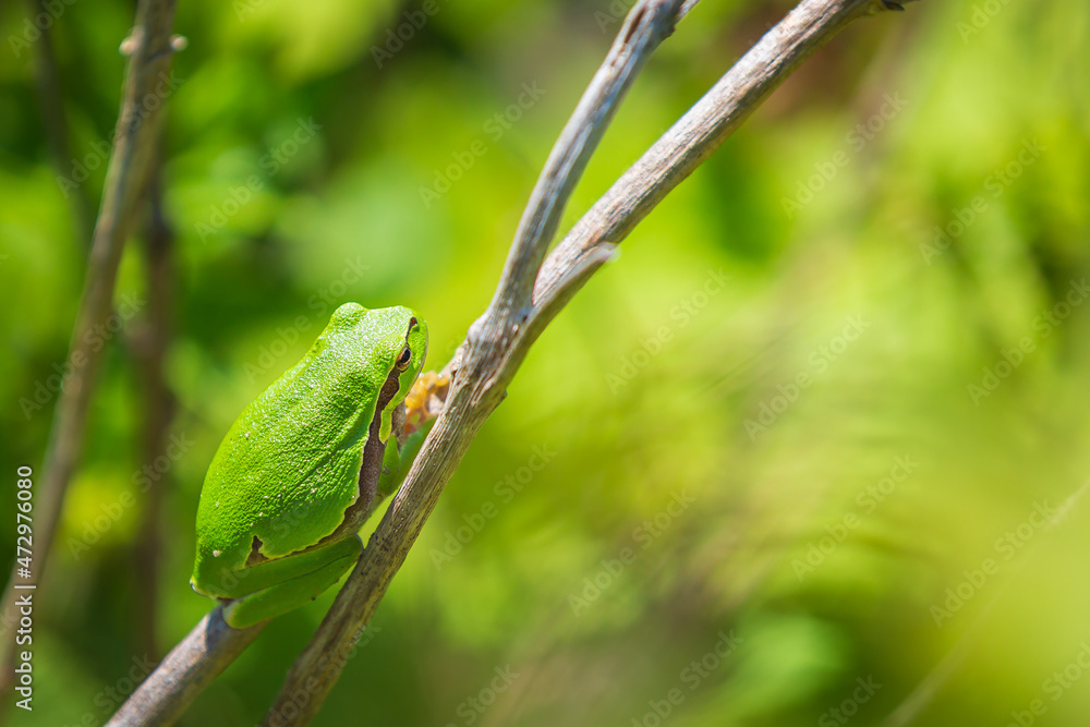 Closeup of a small European tree frog (Hyla arborea or Rana arborea) heating up in the sun. Closeup of a small European tree frog (Hyla arborea or Rana arborea) heating up in the sun.