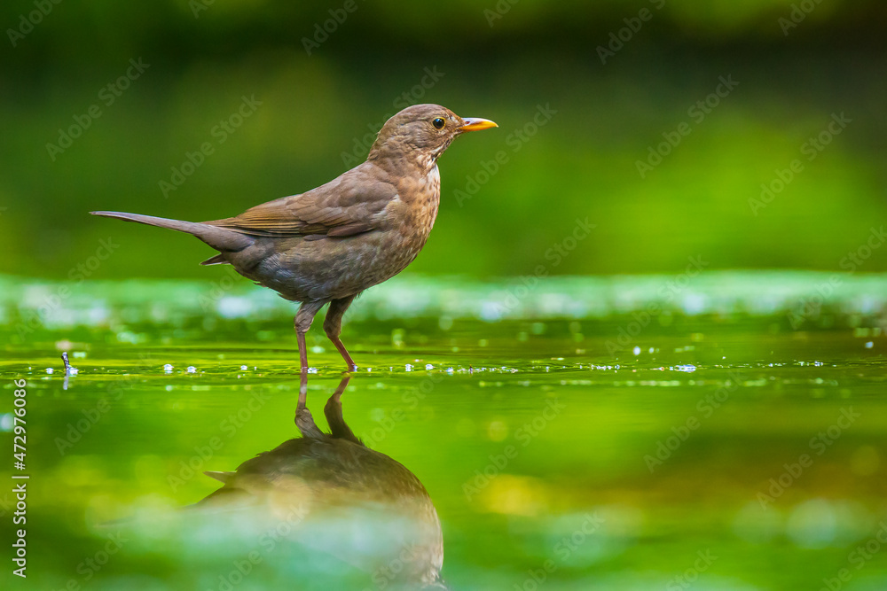 Closeup of a Common Blackbird female, Turdus merula washing, preening, drinking and cleaning in water. Closeup of a Common Blackbird female, Turdus merula washing, preening, drinking and cleaning in water.