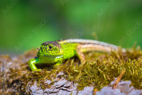 Sand lizard, Lacerta agilis, green male