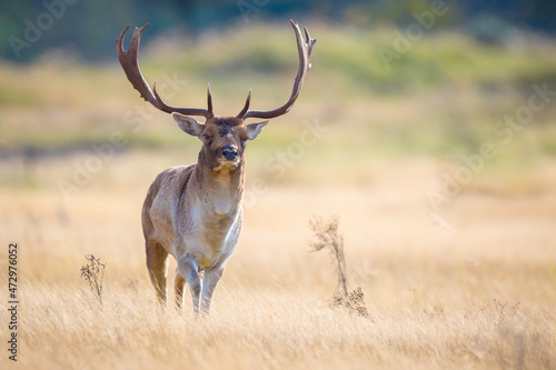 Wallpaper Mural Fallow deer stag, Dama Dama, with big antlers during rutting in Autumn season Torontodigital.ca