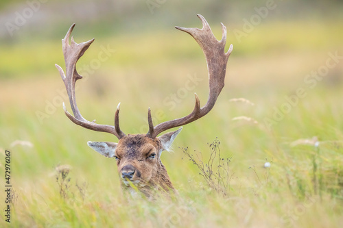 Fallow deer stag  Dama Dama  with big antlers during rutting in Autumn season