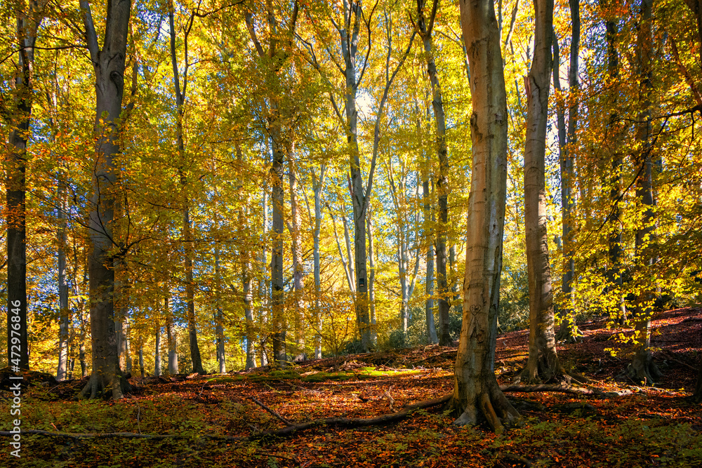 Herbstwald