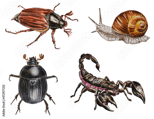 A set of scorpion, snail, maybug, scarabaeus on white background. Watercolor. Illustration. Hand drawn. Template.
