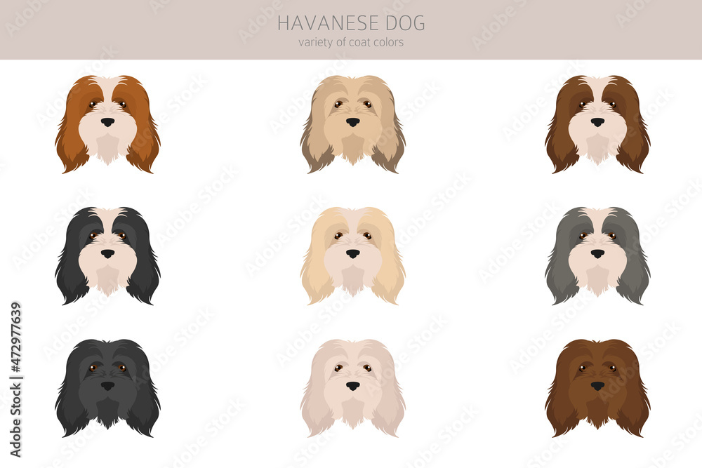 Havanese dog clipart. Different poses, coat colors set
