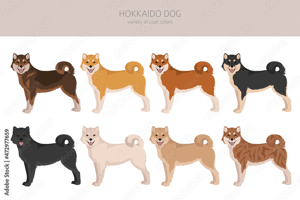 Hokkaido dog, Ainu dog clipart. Different poses, coat colors set