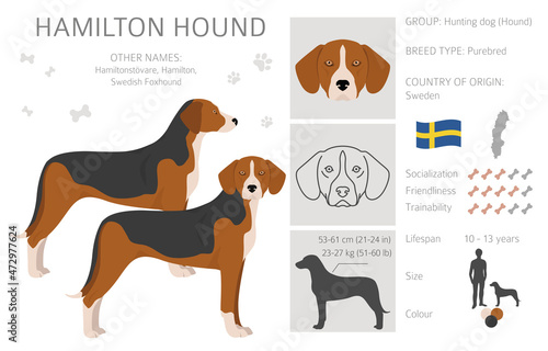 Hamilton hound clipart. Different poses, coat colors set