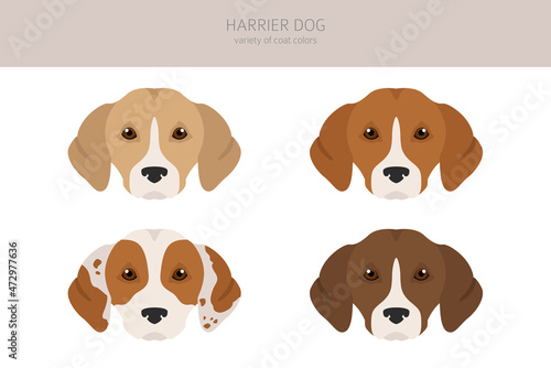 Harrier dog clipart. Different poses, coat colors set