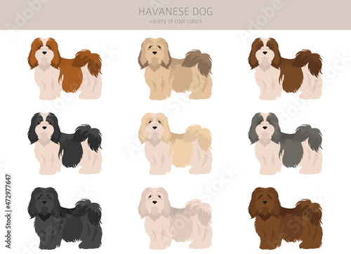 Valokuva Havanese dog clipart. Different poses, coat colors set