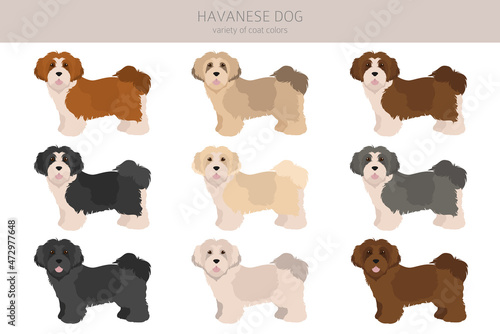 Fototapeta Naklejka Na Ścianę i Meble -  Havanese dog clipart. Different poses, coat colors set