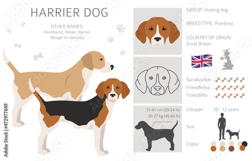 Harrier dog clipart. Different poses, coat colors set