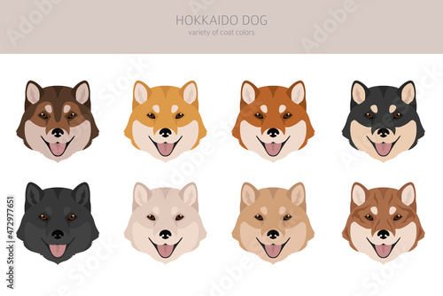 Hokkaido dog, Ainu dog clipart. Different poses, coat colors set