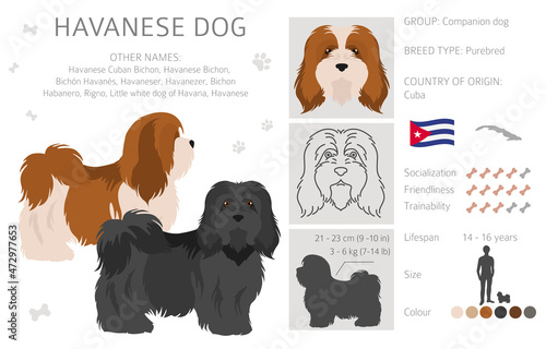 Havanese dog clipart. Different poses, coat colors set