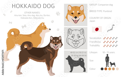 Hokkaido dog, Ainu dog clipart. Different poses, coat colors set