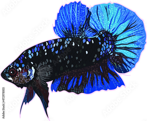 Drawing avatar betta, art.illustration, vector