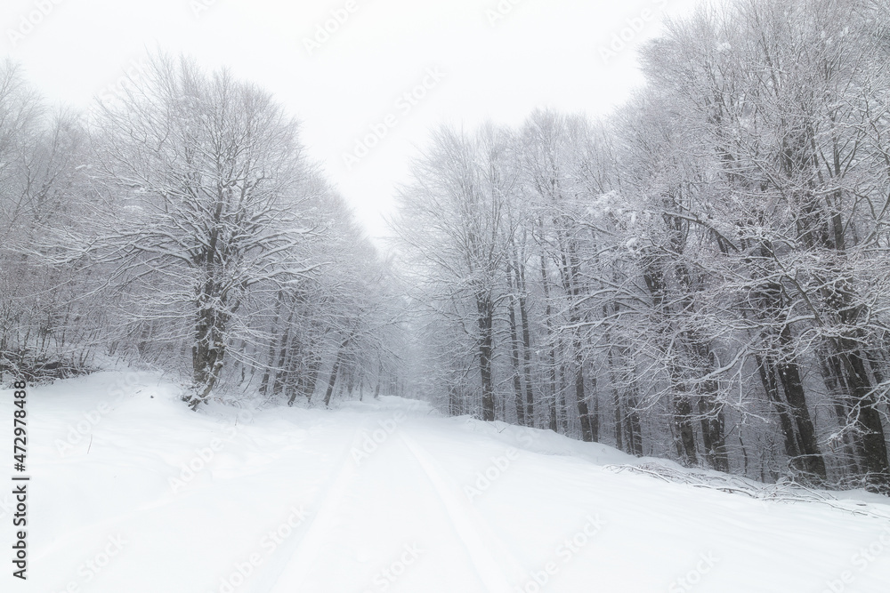 Winter bear landscape in the forest. Uludag. Bursa, Turkey. Winter bear landscape in the forest. Uludag. Bursa, Turkey.