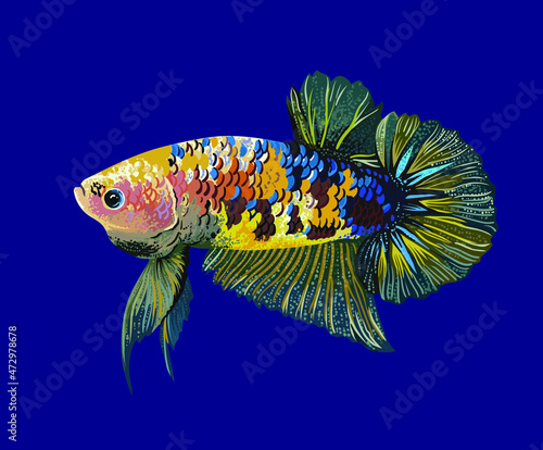 Drawing koi betta fish, art.illustration, vector