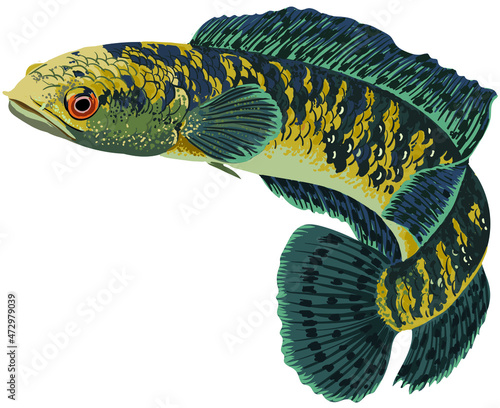 Drawing channa maruliodes, art.illustration, vector