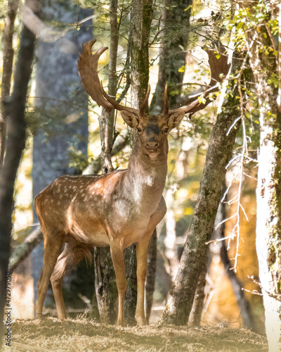 Maschio di daino molto incuriosito
