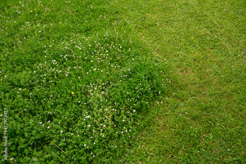 Photos Part green mown and part uncut lawn.