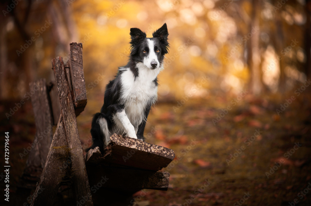 Fototapeta premium Border collie dog black and white portrait