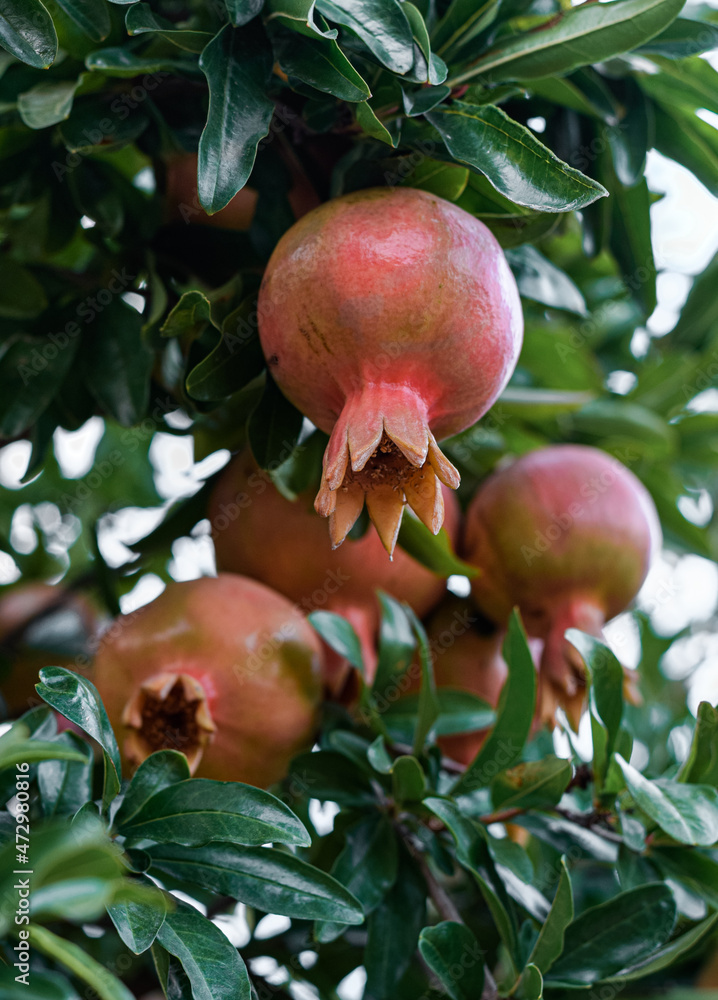 Pomegranate fruits grow on a pomegranate tree in the garden. Pomegranate fruit close-up. Pomegranate fruits grow on a pomegranate tree in the garden. Pomegranate fruit close-up.