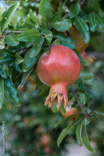 The pomegranate fruit grows on a pomegranate tree in the garden. Pomegranate fruit close-up.