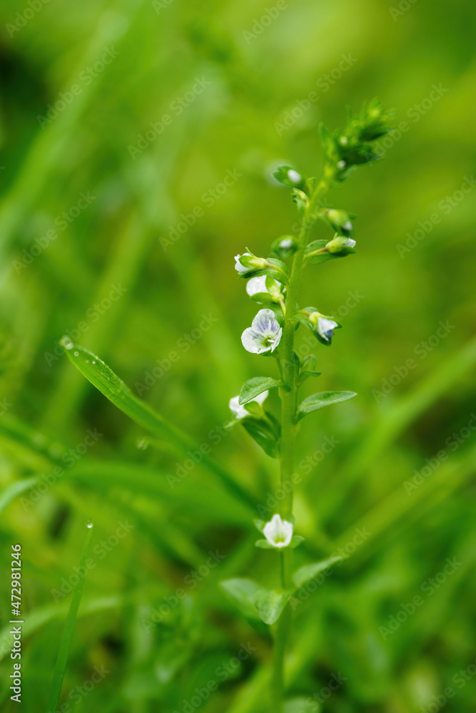 Tiny white flowers sprouted in the lawn outside. Tiny white flowers sprouted in the lawn outside.