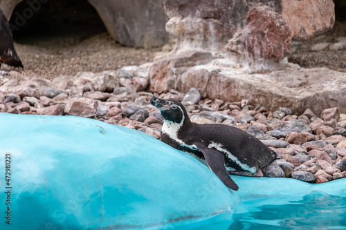 The Humboldt Penguin  Spheniscus humboldti  rests on a rock by a turquoise pool