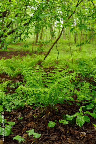 The lush green leaves of the fern in the forest.