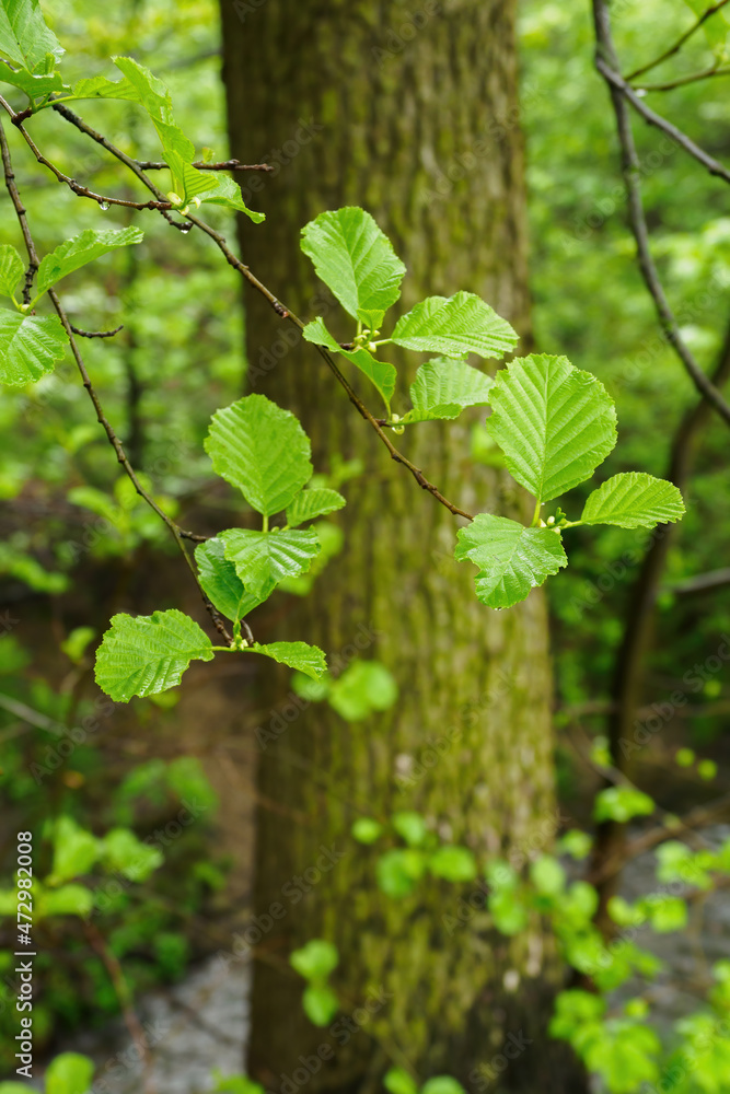 Fresh green alder leaves in nature. Fresh green alder leaves in nature.