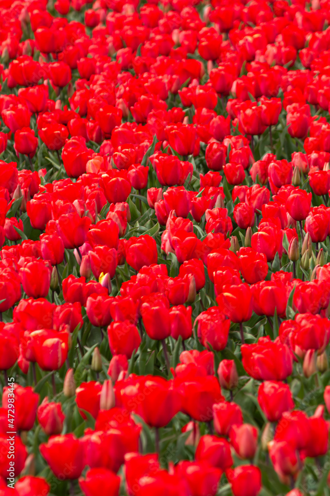 Beautiful and colorful flowers in spring with tulips in The Netherlands Beautiful and colorful flowers in spring with tulips in The Netherlands