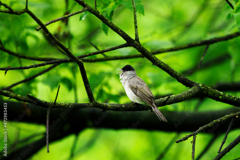 Fototapeta premium Sylvia atricapilla - black-headed foam - singing male on a branch.