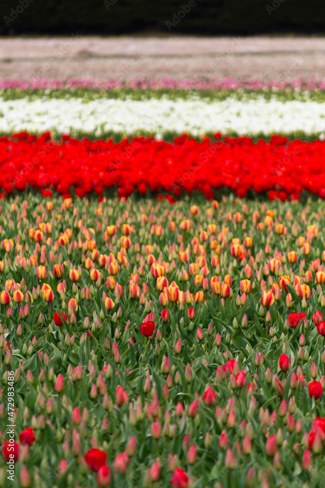 Beautiful and colorful flowers in spring with tulips in The Netherlands