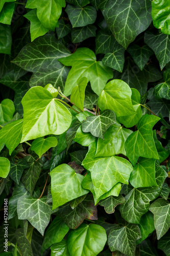 Fresh green ivy leaves of the plant. 