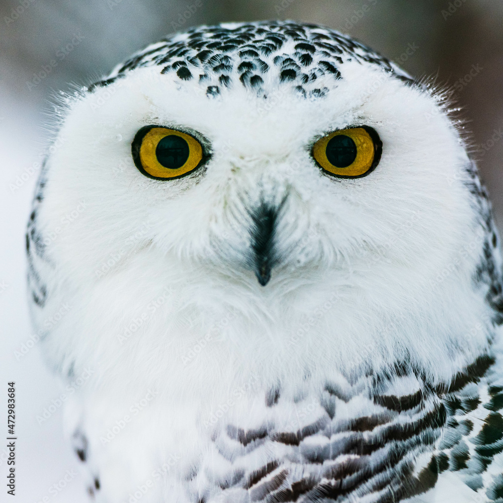 Obraz premium polar owl in the snow large