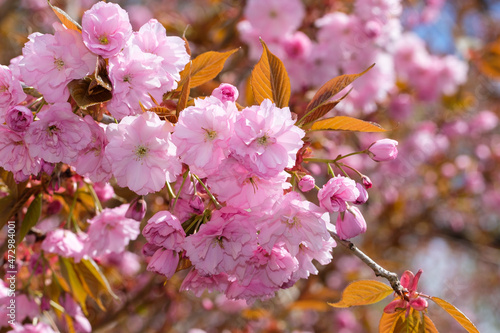 Photos Rosa Kirschblüten im Frühling an einem Baum / Japanische Nelkenkirsche / Blütenkirsche (Lat