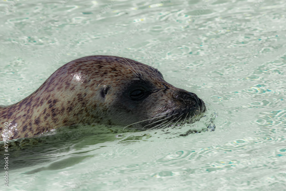 Fototapeta premium Seal puppy in the water
