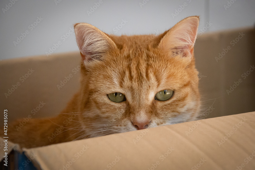 portrait d'un chat assis dans un carton