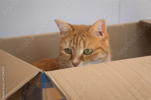 portrait d'un chat assis dans un carton