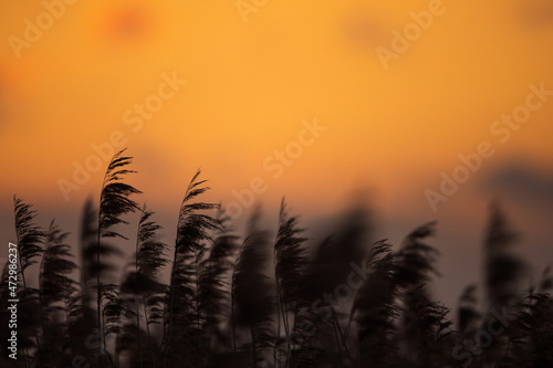 A sunset lake with reed flowers. 